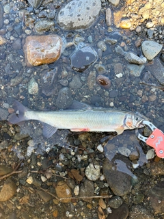 アユの釣果