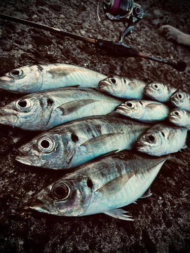 アジの釣果