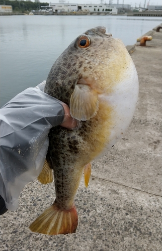 フグの釣果