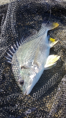 キビレの釣果