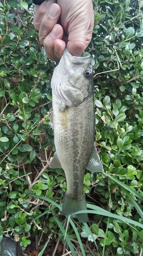 ラージマウスバスの釣果