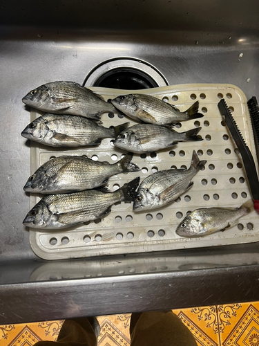 クロダイの釣果