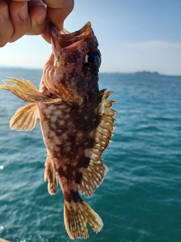 アラカブの釣果