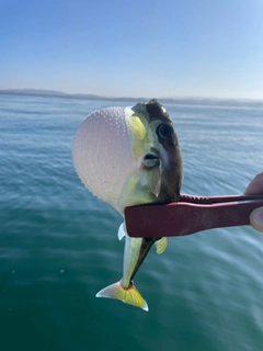 クサフグの釣果