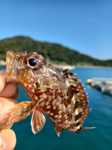 アラカブの釣果