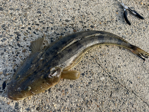 マゴチの釣果