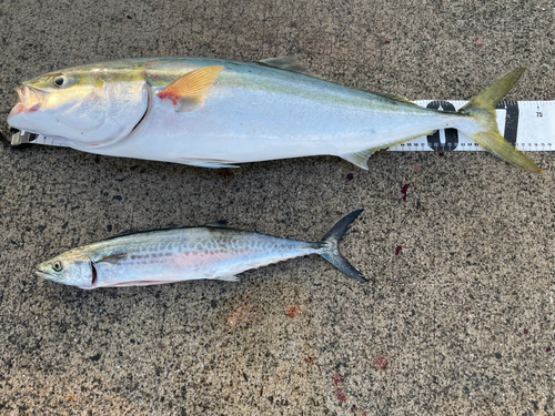 ハマチの釣果