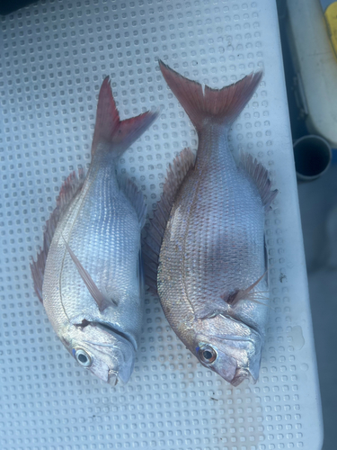 マダイの釣果