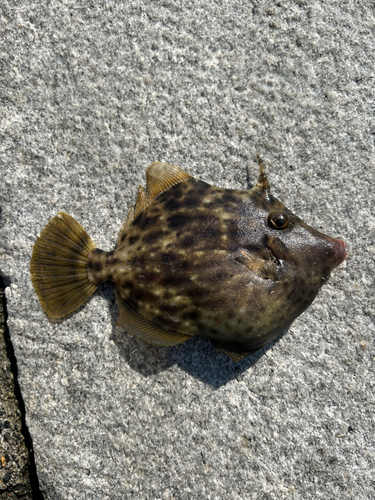 カワハギの釣果