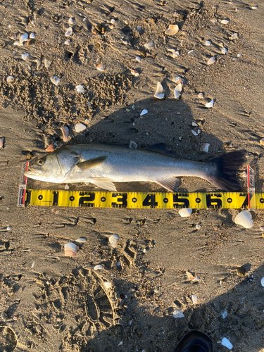 スズキの釣果