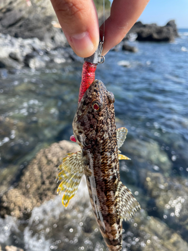 ミナミアカエソの釣果