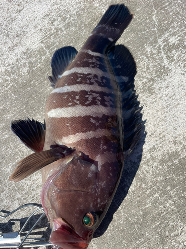 マハタの釣果