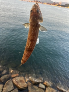 エソの釣果