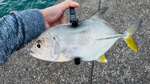 メッキの釣果