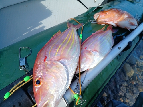 イトヨリダイの釣果