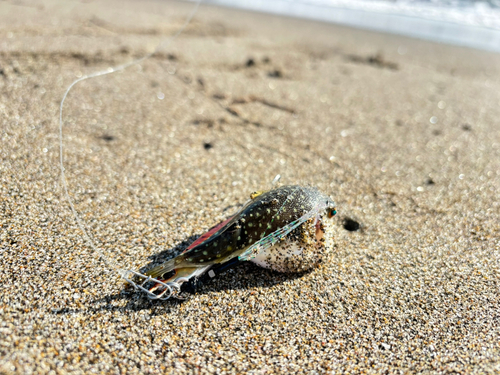 クサフグの釣果