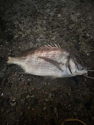 チヌの釣果