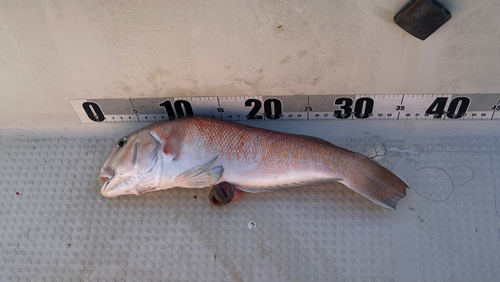 アマダイの釣果