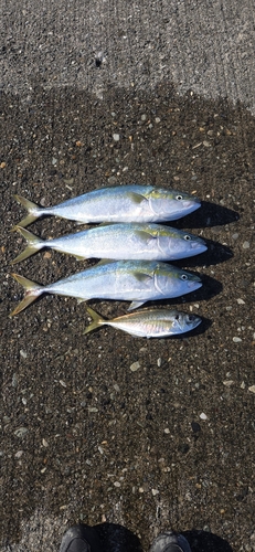 イナダの釣果