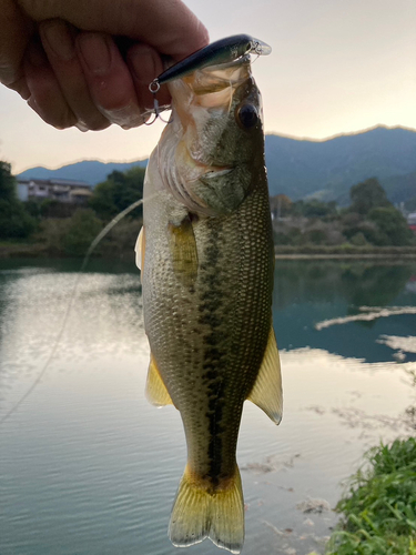 ラージマウスバスの釣果