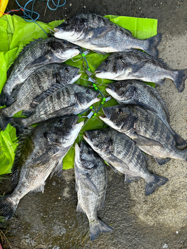 クロダイの釣果