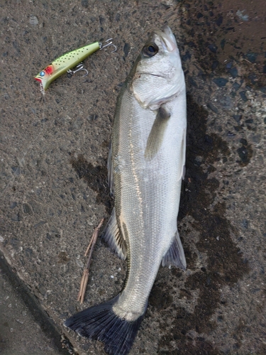 シーバスの釣果