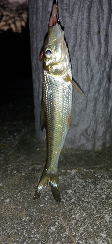 ニゴイの釣果