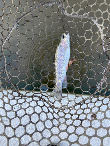 ニジマスの釣果