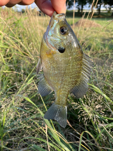 ブルーギルの釣果