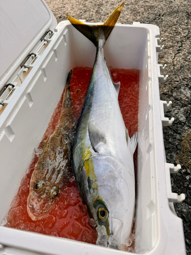 マゴチの釣果