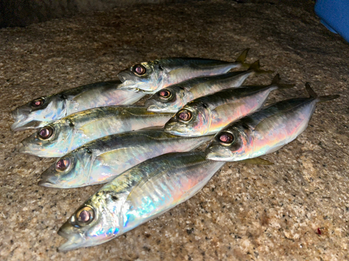 アジの釣果