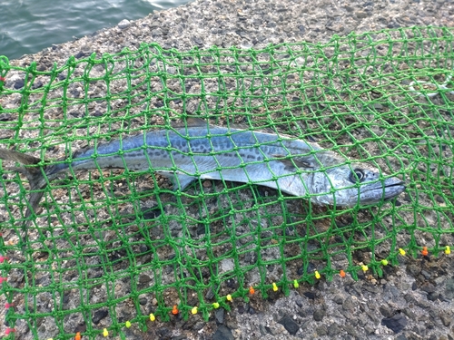 サゴシの釣果