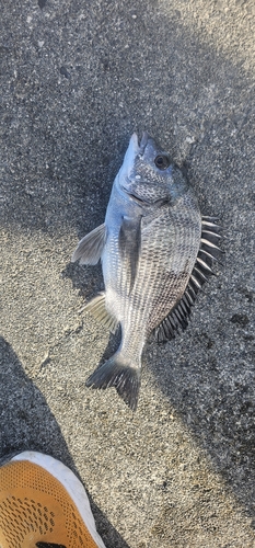 チヌの釣果