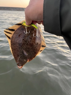 カレイの釣果