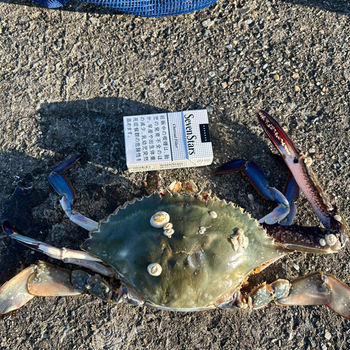 ワタリガニの釣果