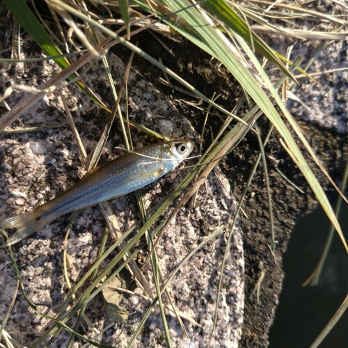 クチボソの釣果