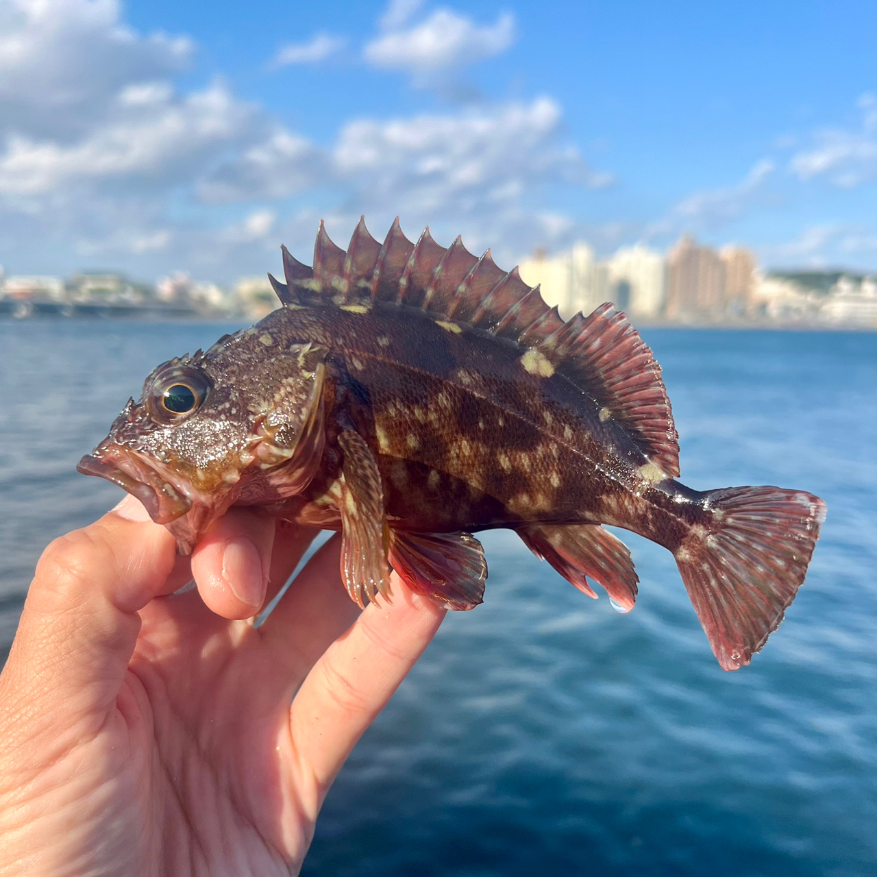 タカノハダイ