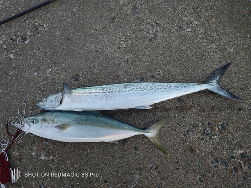 サワラの釣果