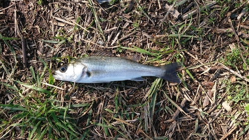 セイゴ（マルスズキ）の釣果