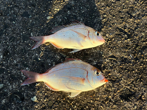 チャリコの釣果