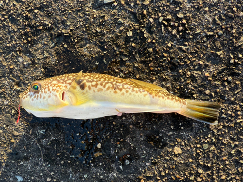 ショウサイフグの釣果