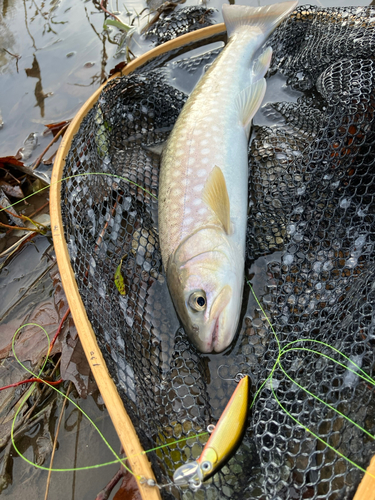 アメマスの釣果