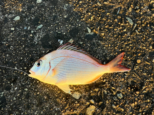 チャリコの釣果