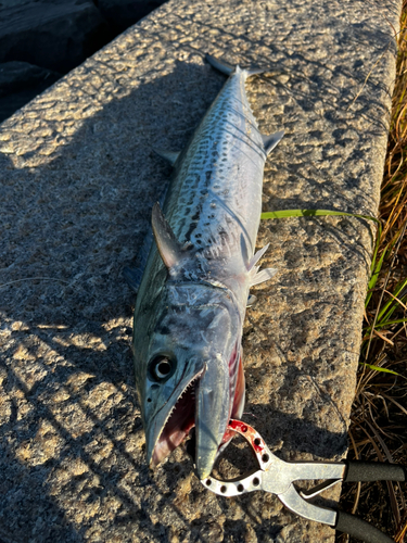 サワラの釣果