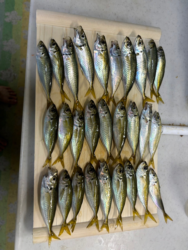 アジの釣果