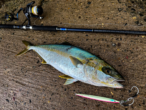 ヒラマサの釣果