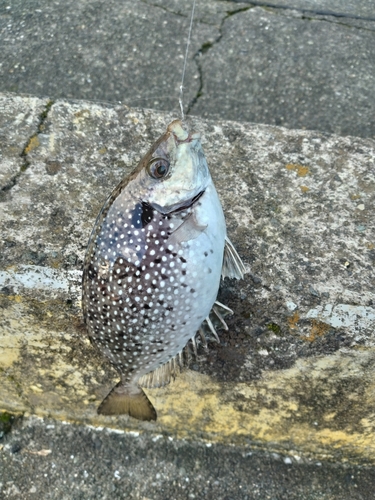 アイゴの釣果