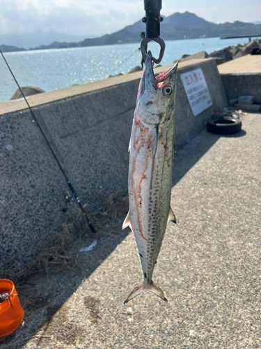 サゴシの釣果