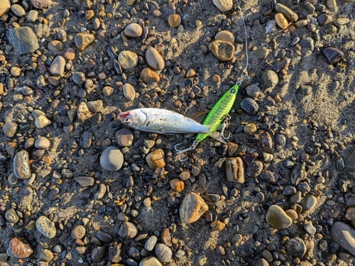 コノシロの釣果