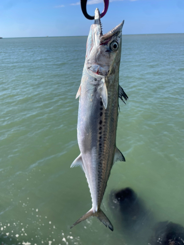 サゴシの釣果